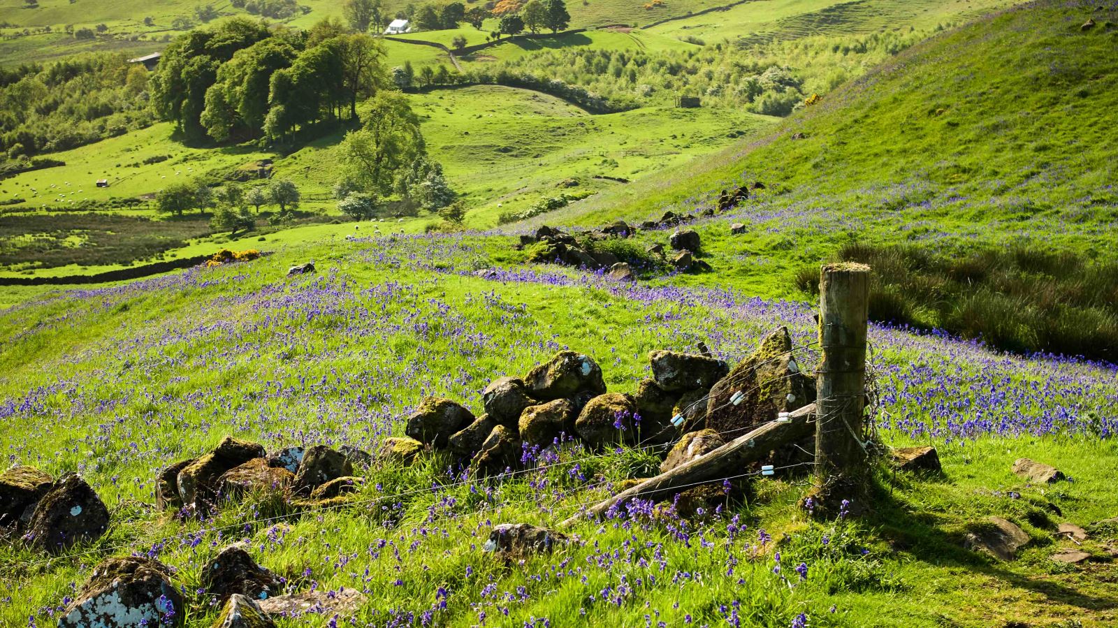 The bluebells in bloom on Sallagh Braes